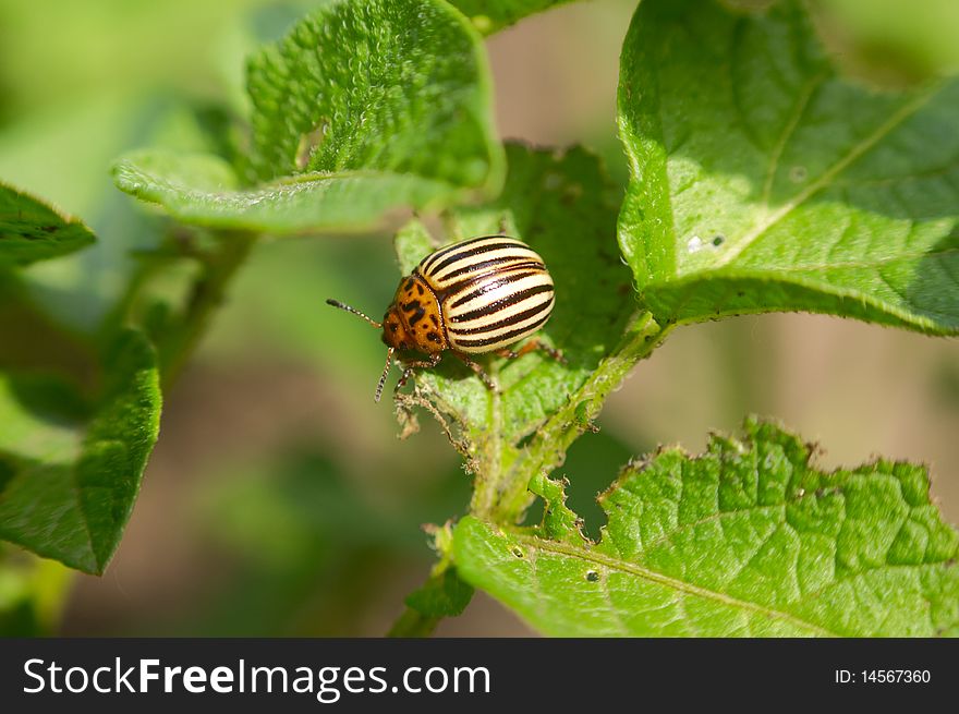 Colorado Potato Beetle