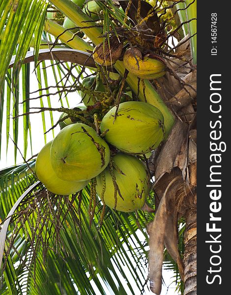 Coconuts tree with its fruits on the beach of Thailand. Coconuts tree with its fruits on the beach of Thailand