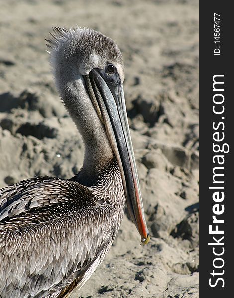 Pelican On Newport Beach