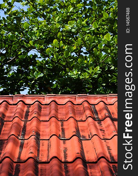 Red roof of Thai house under the leaf of big tree, their fuction is same. Red roof of Thai house under the leaf of big tree, their fuction is same