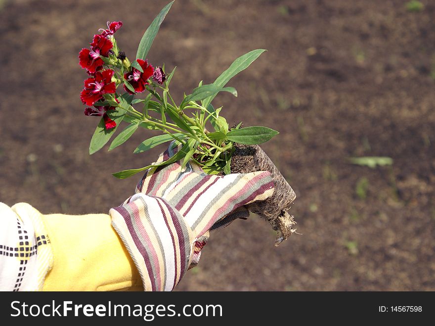 A gardener holds some flowers that are going to be planted in the garden. A gardener holds some flowers that are going to be planted in the garden.