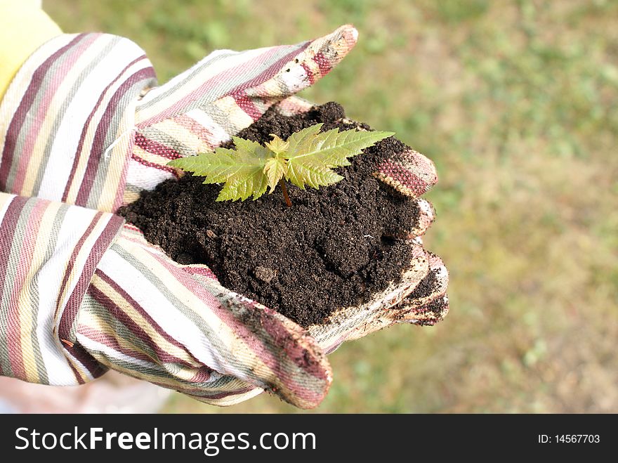 A gardener protects the new life of a tree in the palm of her hands.