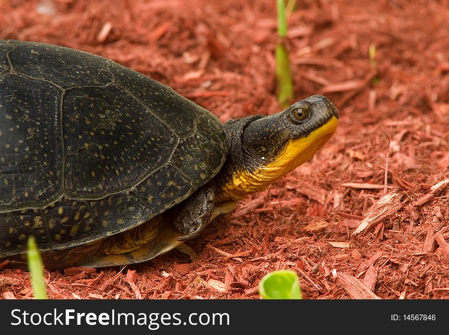 A view of endangered blanding's turtle in garden