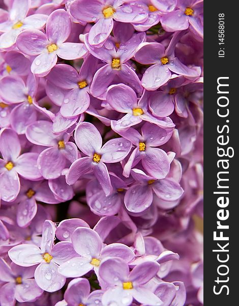 Close-up beautiful lilac flowers with rain drops as background