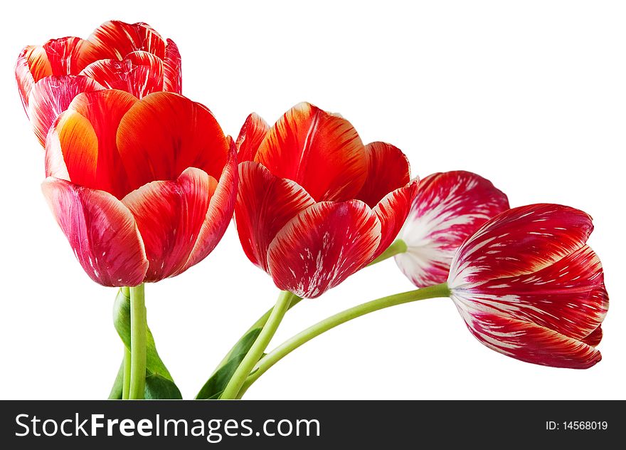 Red stripped tulips isolated on white background