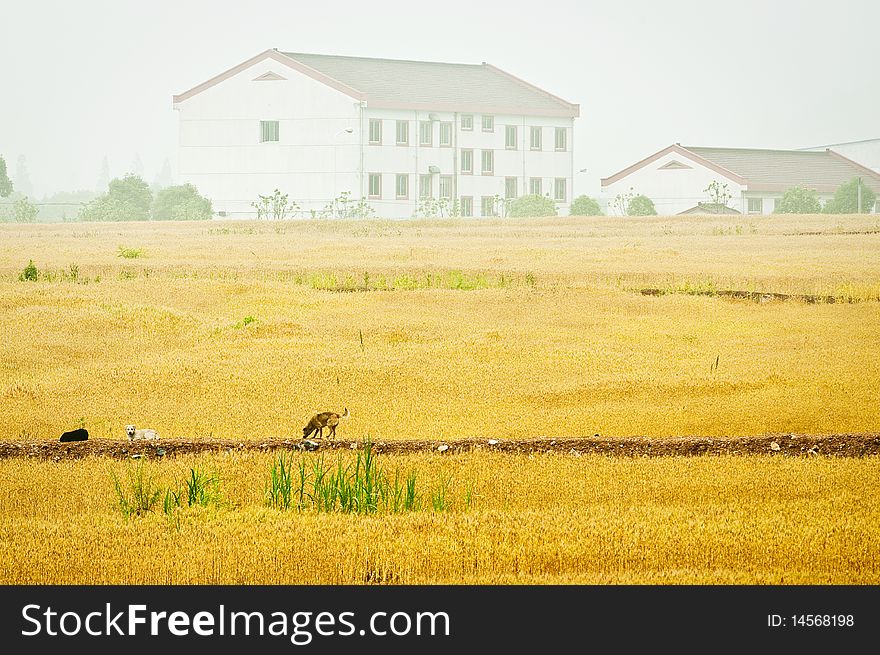 Wheat, the cornfield in summer. Means a harvest in autumn.