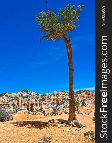 Lone pine tree over a ridge in Bryce Canyon National Park. Lone pine tree over a ridge in Bryce Canyon National Park