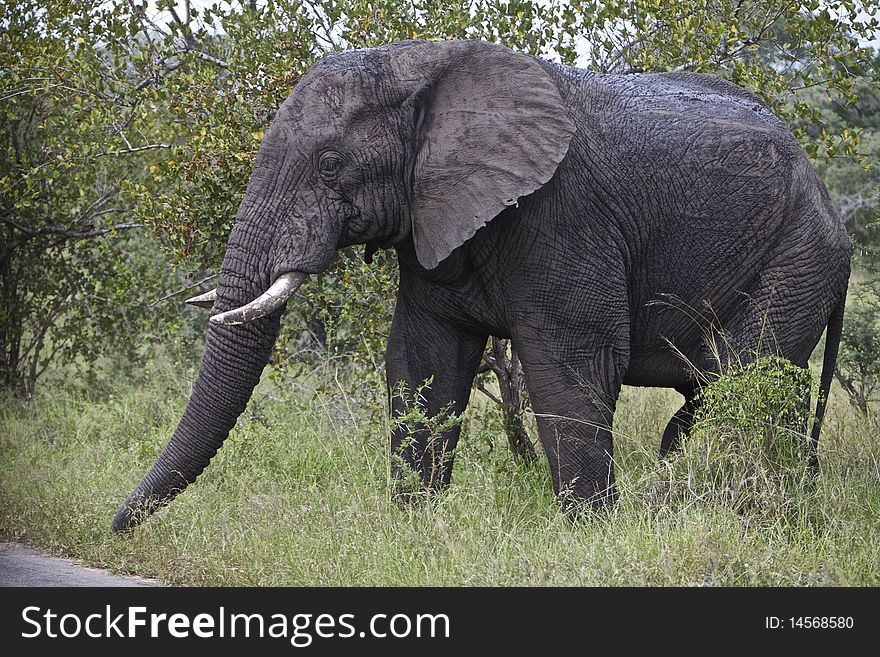 A bull elephant in Kruger National Park, South Africa