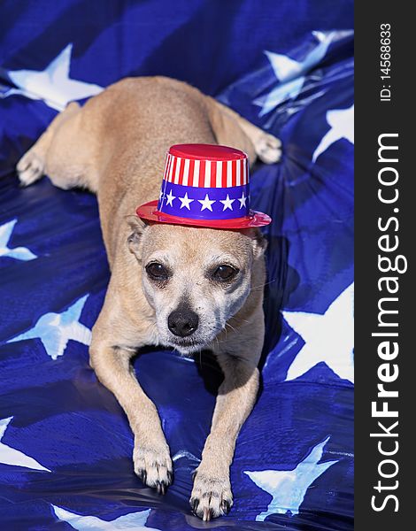 Mexican Chihuahua with Patriotic Hat on Blue and White Star Background. Mexican Chihuahua with Patriotic Hat on Blue and White Star Background