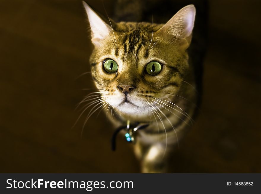 A Bengal cat stares up expectantly at the camera. A Bengal cat stares up expectantly at the camera.