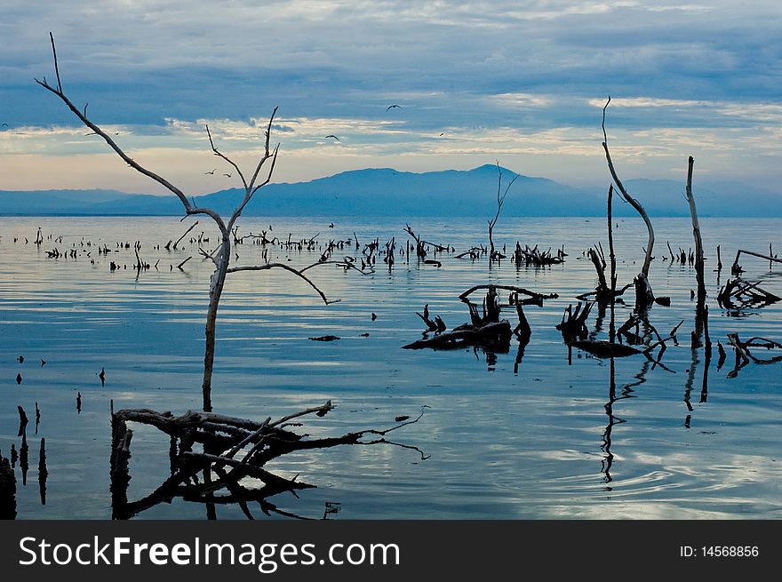 A relaxed dusk sky falls over a receding lake with dead trees and plant life in the foreground, while a flock of birds circles. A relaxed dusk sky falls over a receding lake with dead trees and plant life in the foreground, while a flock of birds circles.