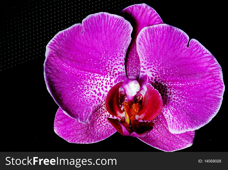Branch of pink orchid isolated on black background. Branch of pink orchid isolated on black background