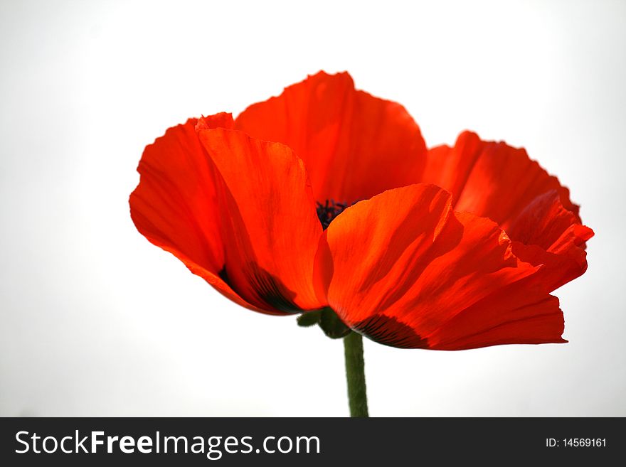 The red poppy on white background