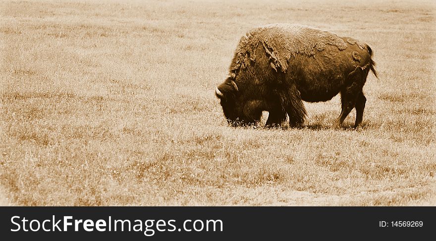 A buffalo in a field alone with sepia tone effect
