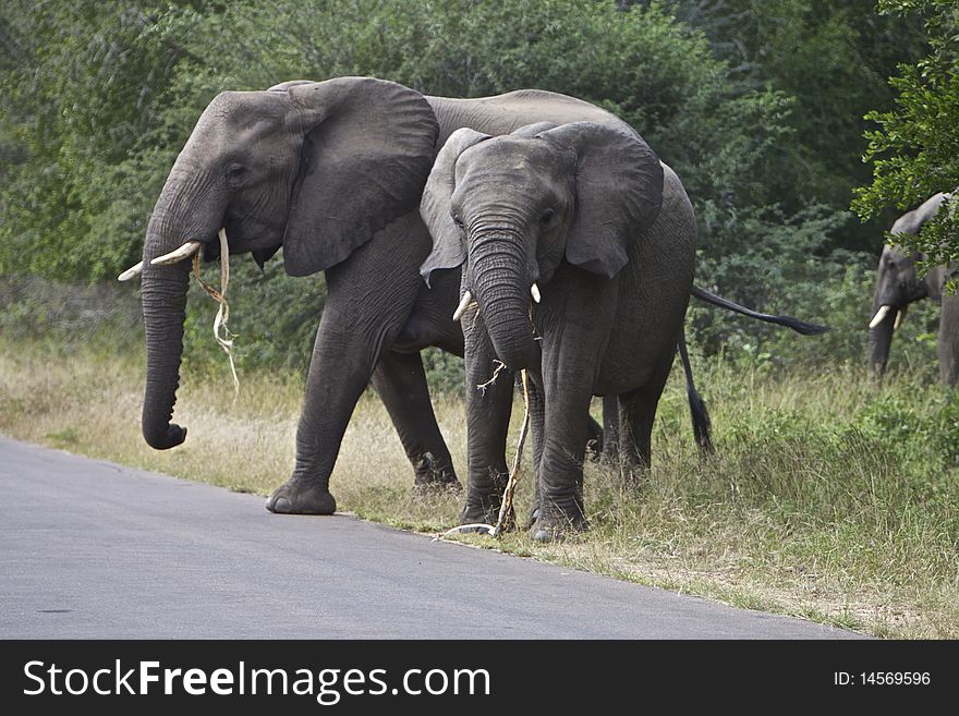 African Elephant's