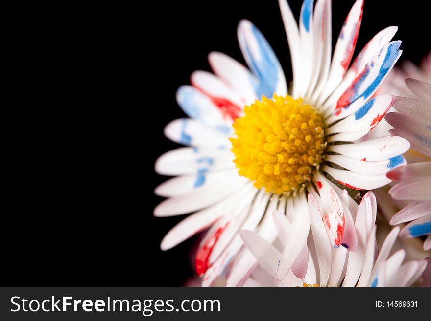 Colored / painted daisy closeup shot on dark background