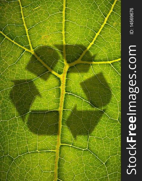 Green Leaf Structure with recycling shadow shot over light. Green Leaf Structure with recycling shadow shot over light