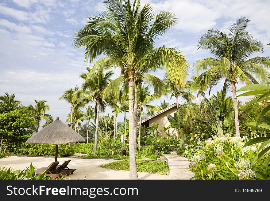 Tropical garden with palm trees and parasol. Tropical garden with palm trees and parasol