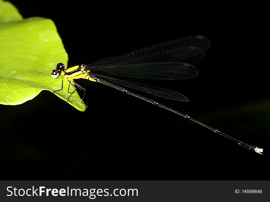 Dragonfly On A Leaf