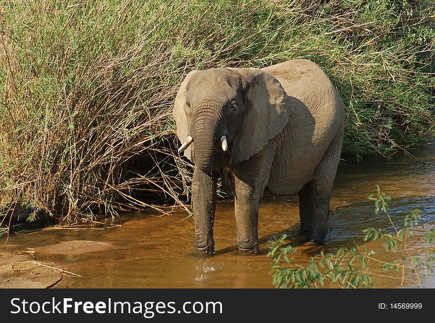 African Elephant drinking at a river in the Kruger Park, South Africa.