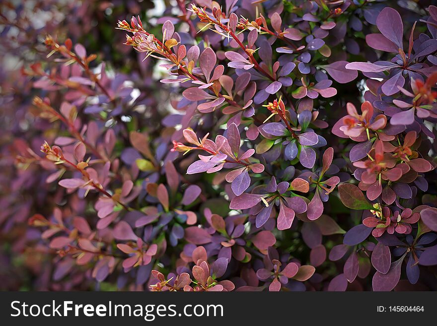 Red leaves bush illuminated by the morning sun. Red leaves bush illuminated by the morning sun