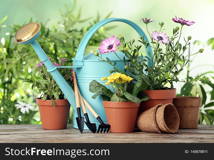 Potted blooming flowers and gardening equipment on wooden table outdoors