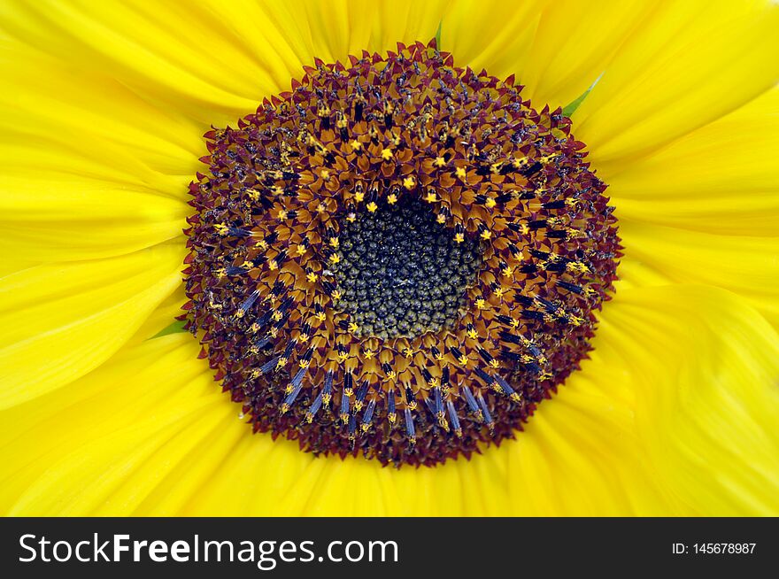 Beauty big yellow sunflower, macro