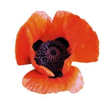Flower Of Brightly Red Garden Poppy Royalty Free Stock Image Flower Of Brightly Red Garden Poppy Royalty Free Stock Image