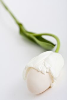 Egg In White Tulip Stock Image