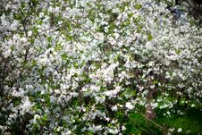 Cherry Flowers Royalty Free Stock Photography Cherry Flowers Royalty Free Stock Photography