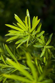 Wet Green Leaves Royalty Free Stock Image Wet Green Leaves Royalty Free Stock Image