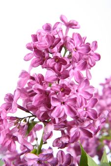 Purple Lilac Royalty Free Stock Photography
