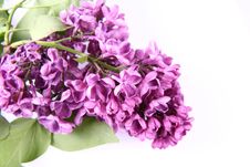 Pink Lilac Royalty Free Stock Images Pink Lilac Royalty Free Stock Images
