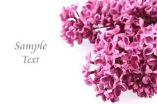 Pink Lilac Stock Image Pink Lilac Stock Image
