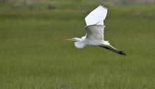 Great Egret Stock Photo Great Egret Stock Photo
