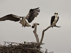 Osprey Royalty Free Stock Images Osprey Royalty Free Stock Images
