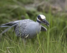 Yellow-crowned Night-heron Stock Photography Yellow-crowned Night-heron Stock Photography