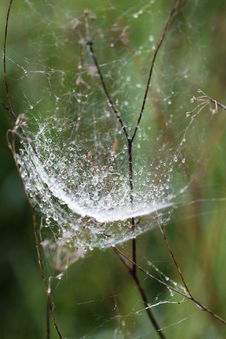 Morning Spider Web Stock Photo