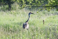 Sandhill Crane Stock Photo Sandhill Crane Stock Photo
