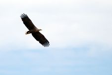 White Tailed Eagle Royalty Free Stock Photography
