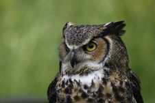 Great Horned Owl Stock Photos
