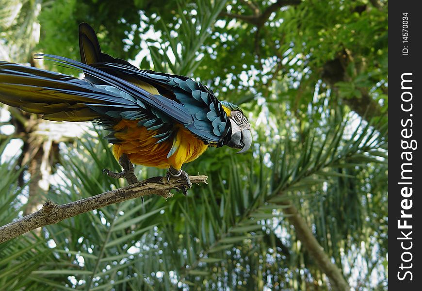 White parrot  on the branch,shot in bird park of bali island