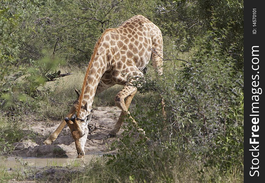 Giraffe drinking (Giraffa camelopardalis) Kruger National Park, South Africa. Giraffe drinking (Giraffa camelopardalis) Kruger National Park, South Africa