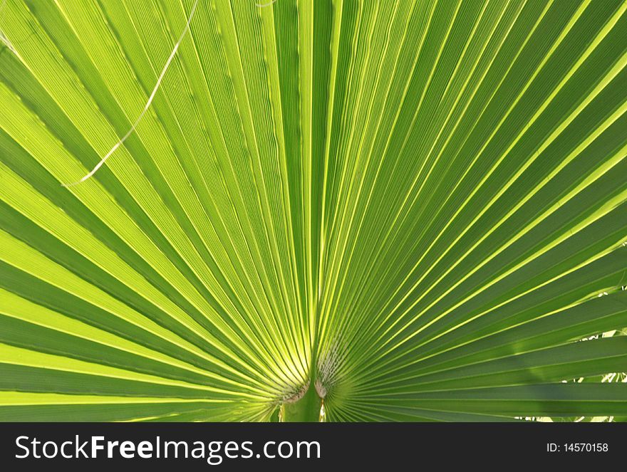 Beautiful Green Palm Leaf Background
