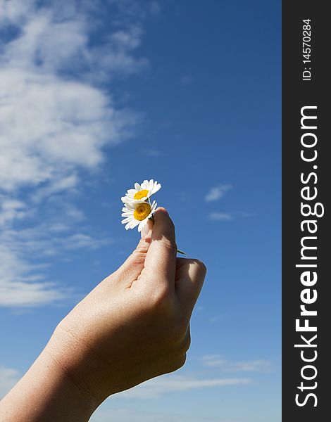 Isolated daisies and a girl hand