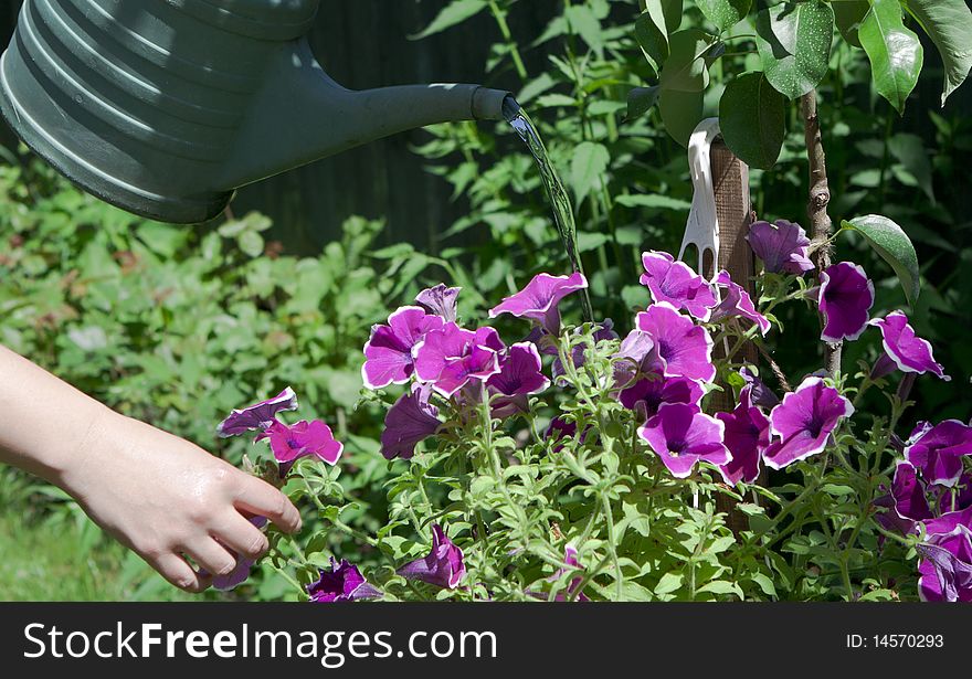 Girl watering flowers (close-up)