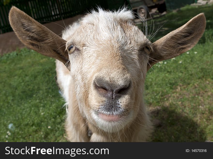 Brown goat portrait, farm animal