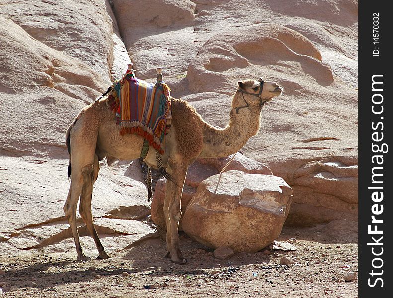 Camel In Mountains