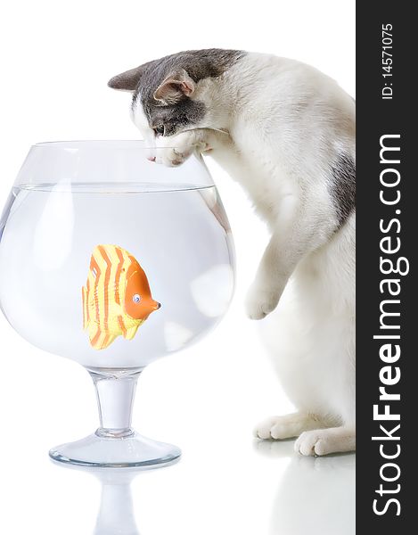 Domestic cat catching artificial fish in big glass isolated on white. Domestic cat catching artificial fish in big glass isolated on white