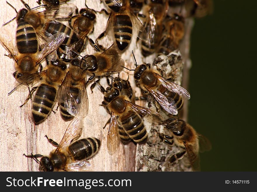 Wild Honeybee In Nature